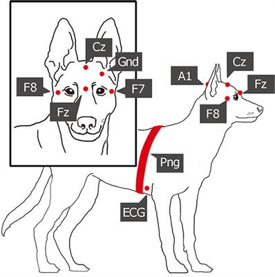 Potential Physiological Parameters to Indicate Inner States in Dogs: The Analysis of ECG, and Respiratory Signal During Different Sleep Phases